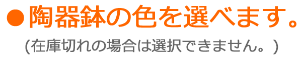 ハイドロカルチャー 陶器鉢を選べます