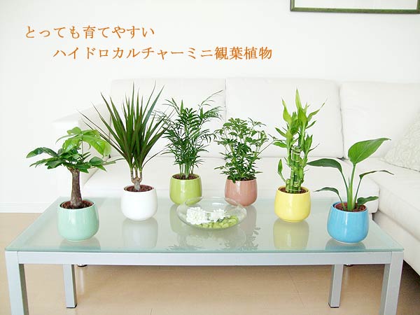 観葉植物の販売・ギフトならフラワーコーポレーション / ミニ観葉植物 ホンコンカポック 陶器鉢付き(ハイドロカルチャー)