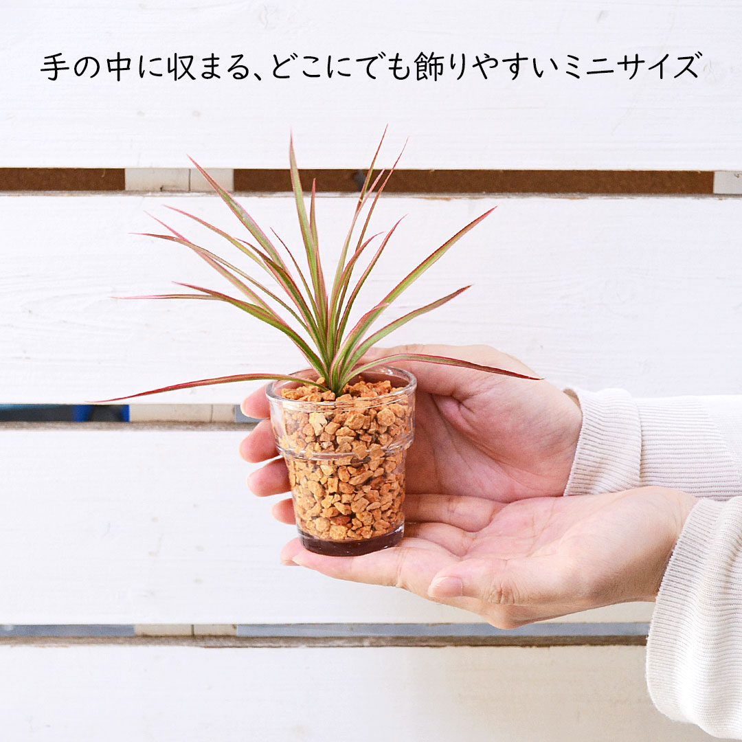 観葉植物の販売・ギフトならフラワーコーポレーション / 観葉植物 ミニ