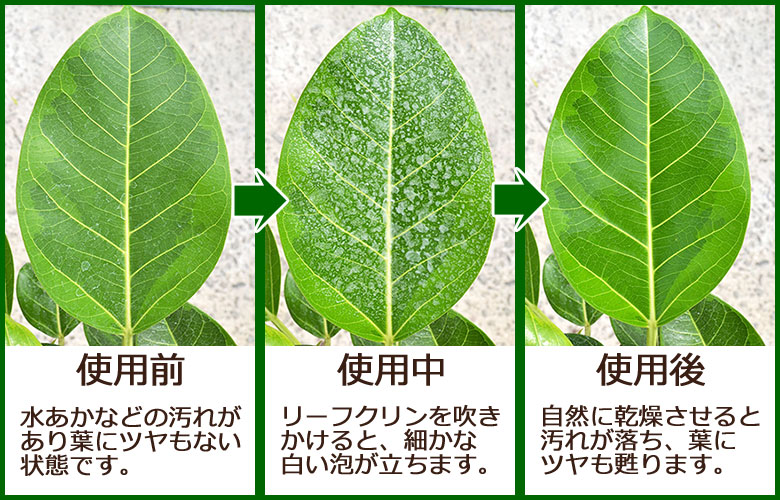 リーフクリン 観葉植物の販売 ギフトならフラワーコーポレーション