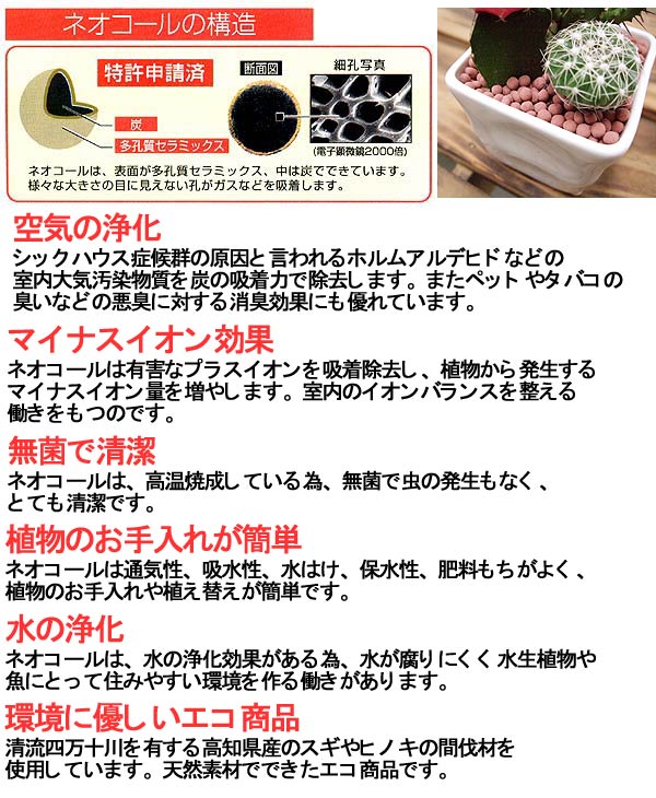 ミニサボテン リーフ型陶器鉢植え イメージ