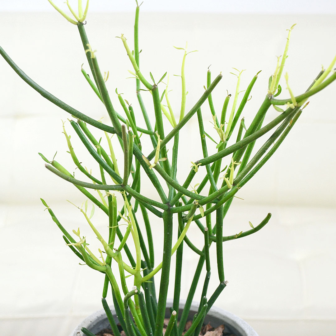 多肉植物 ファイヤースティック セメント鉢 葉の拡大