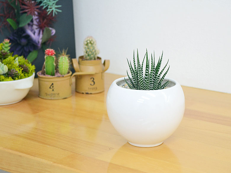 多肉植物 十二の巻(ジュウニノマキ) ホワイト陶器鉢 イメージ