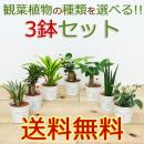 ミニ観葉植物 ハイドロ 観葉植物の販売 ギフトならフラワーコーポレーション