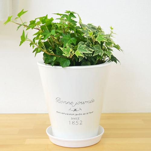 送料無料 観葉植物 アイビー ヘデラ 3種ブリキポット寄せ植え 観葉植物の販売 ギフトならフラワーコーポレーション 送料無料 観葉植物 アイビー ヘデラ 3種ブリキポット寄せ植え 観葉植物の販売 ギフトならフラワーコーポレーション