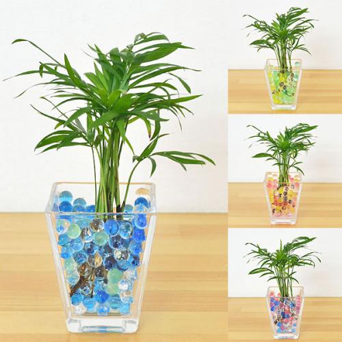 すべての美しい花の画像 元の観葉 植物 ゼリー