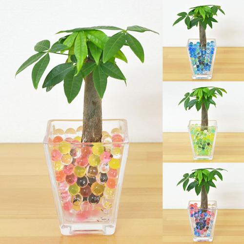 送料無料 ミニ観葉植物 パキラ スクエアガラスゼリー植え 観葉植物の販売 ギフトならフラワーコーポレーション