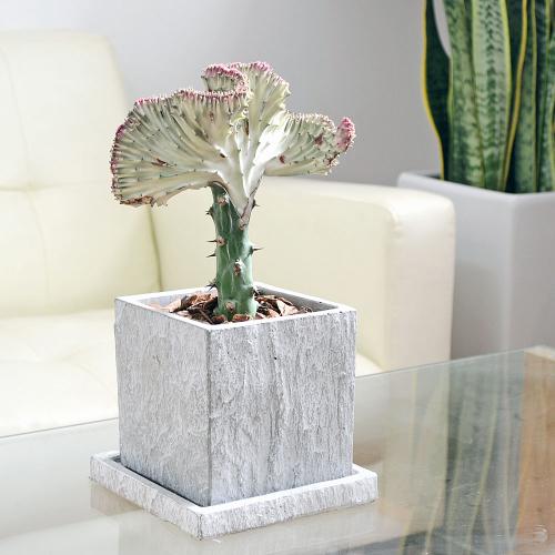 多肉植物 マハラジャ ユーフォルビア ラクテア クリスタータ セメント鉢植え コンクリート キューブ 観葉植物の販売 ギフトならフラワーコーポレーション