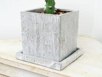 多肉植物 マハラジャ ユーフォルビア ラクテア クリスタータ セメント鉢植え コンクリート キューブ