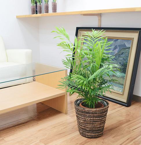 観葉植物 テーブルヤシ チャメドレア 6号鉢カバー付き ホワイト ブラウン おしゃれ お祝い 送料無 観葉植物 の販売 ギフトならフラワーコーポレーション