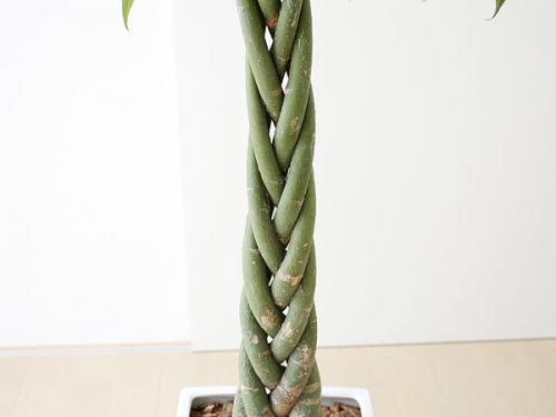 送料無料 観葉植物 編み込みパキラ スクエア陶器鉢植え 8号サイズ 観葉植物の販売 ギフトならフラワーコーポレーション