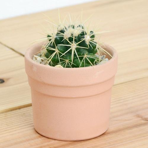 送料無料 サボテン ミニ 金鯱 キンシャチ ナチュラル素焼き鉢 観葉植物の販売 ギフトならフラワーコーポレーション