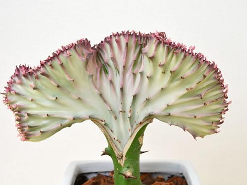 送料無料 多肉植物 ユーフォルビア ラクテア クリスタータ マハラジャ キューブ陶器鉢植え 観葉植物の販売 ギフトならフラワーコーポレーション 送料無料 多肉植物 ユーフォルビア ラクテア クリスタータ マハラジャ キューブ陶器鉢植え 観葉植物の販売 ギフトならフラワーコーポレーション