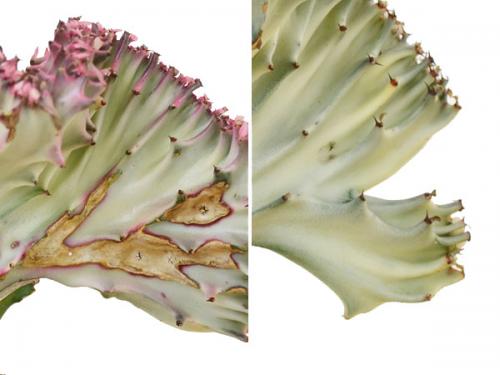 送料無料 多肉植物 ユーフォルビア ラクテア クリスタータ マハラジャ キューブ陶器鉢植え 観葉植物の販売 ギフトならフラワーコーポレーション