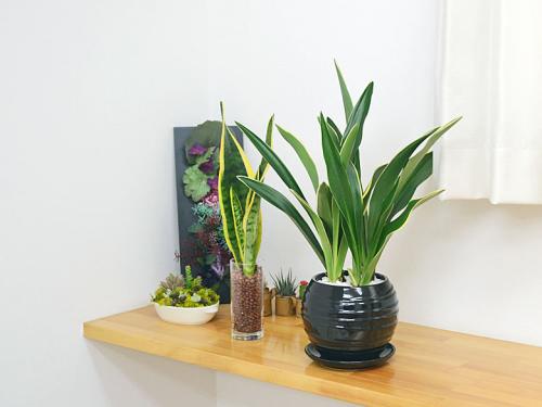 送料無料 観葉植物 万年青 オモト 都城 ミヤコノジョウ ボール形陶器鉢植え 観葉植物の販売 ギフトならフラワーコーポレーション