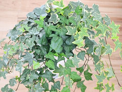 送料無料 観葉植物 アイビー ヘデラ 3種寄せ植え 円柱形陶器鉢植え 観葉植物の販売 ギフトならフラワーコーポレーション 送料無料 観葉植物 アイビー ヘデラ 3種寄せ植え 円柱形陶器鉢植え 観葉植物の販売 ギフトならフラワーコーポレーション