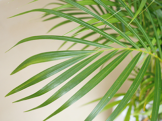 観葉植物アレカヤシ スクエア陶器鉢植え 葉の拡大
