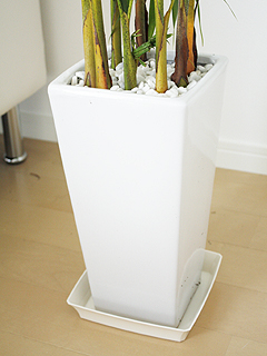 観葉植物アレカヤシ スクエア陶器鉢植え 陶器鉢の拡大