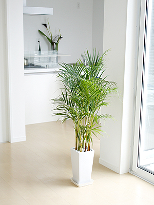 観葉植物アレカヤシ スクエア陶器鉢植え 設置イメージ