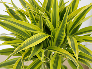 送料無料 観葉植物 萬年竹 ミリオンバンブー ロングスクエア陶器鉢植え 観葉植物の販売 ギフトならフラワーコーポレーション