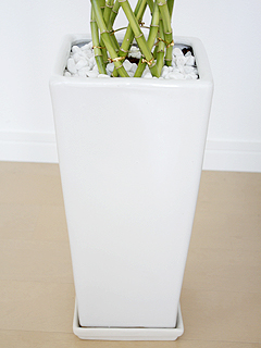 観葉植物 萬年竹(ミリオンバンブー) スクエア陶器鉢の拡大