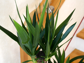 観葉植物ユッカ・エレファンティペス 葉の拡大