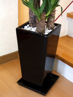 観葉植物ユッカ・エレファンティペス 陶器鉢の拡大