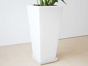 観葉植物 モンステラ ロングスクエア陶器鉢植え 陶器鉢の拡大