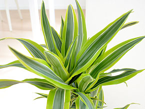 送料無料 観葉植物 ドラセナ デレメンシス レモンライム ワーネッキー 7号サイズ 観葉植物の販売 ギフトならフラワーコーポレーション