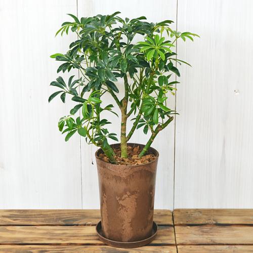 送料無料 観葉植物 シェフレラ コンパクタ エコ鉢 観葉植物の販売 ギフトならフラワーコーポレーション