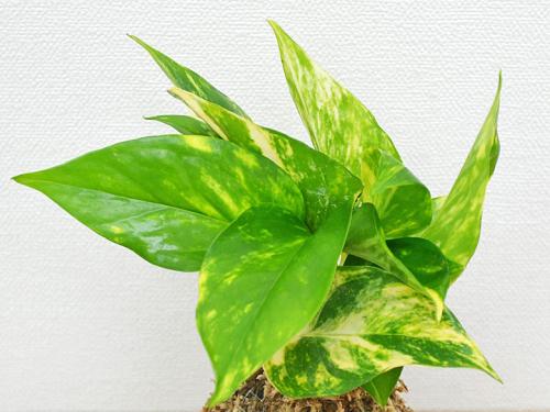 送料無料 観葉植物苔玉 コケ玉 ポトス オウゴンカズラ 陶器皿付き 観葉植物の販売 ギフトならフラワーコーポレーション