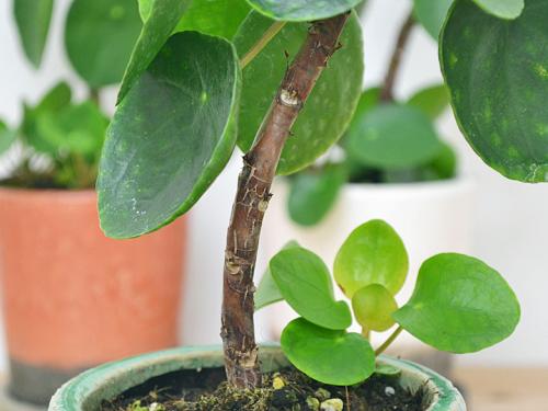 送料無料 観葉植物 ピレア ペペロミオイデス おしゃれ 希少 4号 陶器鉢植え 観葉植物の販売 ギフトならフラワーコーポレーション 送料無料 観葉植物 ピレア ペペロミオイデス おしゃれ 希少 4号 陶器鉢植え 観葉植物の販売 ギフトならフラワーコーポレーション