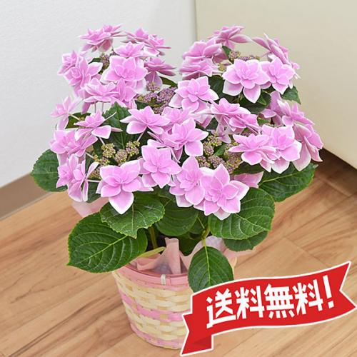 送料無料 母の日花ギフト あじさい鉢植え こんぺいとうピンク 5号 観葉植物の販売 ギフトならフラワーコーポレーション