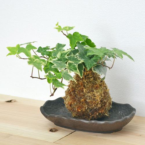 ぐるぐる 不運 機知に富んだ 水 苔 使い方 観葉 植物 Fukui Ksc Jp