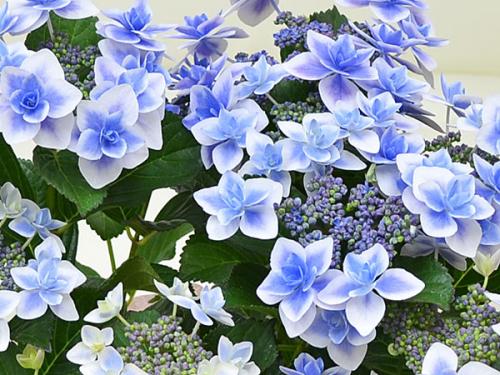 送料無料 母の日花ギフト あじさい鉢植え こんぺいとうブルー 5号 観葉植物の販売 ギフトならフラワーコーポレーション