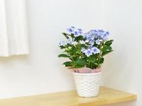 【送料無料】母の日花ギフト あじさい鉢植え こんぺいとうブルー 5号