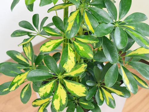 送料無料 観葉植物 斑入りホンコンカポック シェフレラ スクエア陶器鉢植え 7号サイズ 観葉植物の販売 ギフトならフラワーコーポレーション 送料無料 観葉植物 斑入りホンコンカポック シェフレラ スクエア陶器鉢植え 7号サイズ 観葉植物の販売 ギフトならフラワーコーポレーション