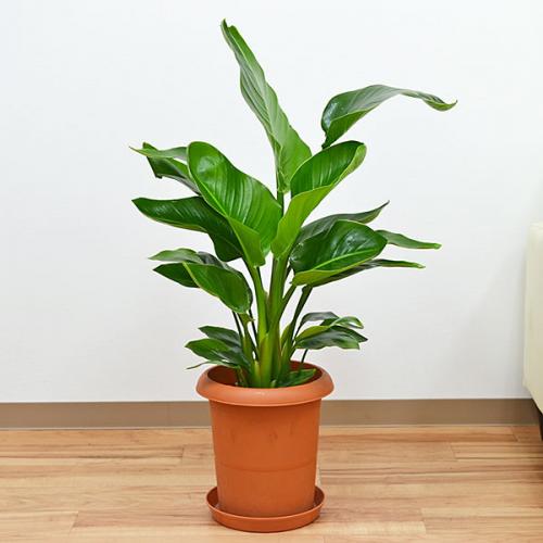 送料無料 観葉植物 ストレリチア オーガスタ 中鉢 8号 観葉植物の販売 ギフトならフラワーコーポレーション