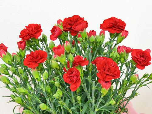 送料無料 母の日花ギフト カーネーション鉢植え カゴ 鉢カバー 付き 5号 観葉植物の販売 ギフトならフラワーコーポレーション 送料無料 母の日花ギフト カーネーション鉢植え カゴ 鉢カバー 付き 5号 観葉植物の販売 ギフトならフラワーコーポレーション