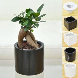 【送料無料】ミニ観葉植物 ガジュマル ハイドロカルチャースタイリッシュ陶器鉢付き