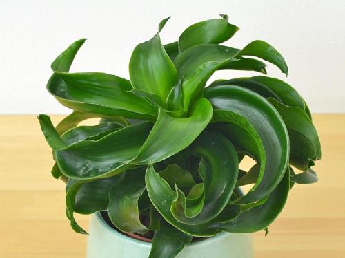 送料無料 ミニ観葉植物 ドラセナ コンパクタ トルネード陶器鉢付き ハイドロカルチャー 観葉植物の販売 ギフトならフラワーコーポレーション