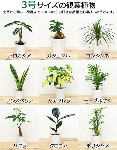 送料無料 選べる観葉植物2鉢セット 6号3号 鉢カバー付き 6号のみ 観葉植物の販売 ギフトならフラワーコーポレーション