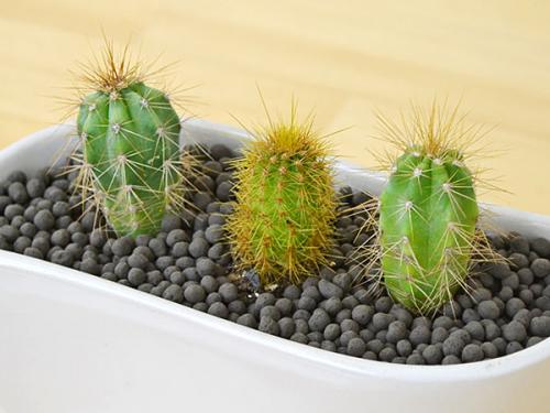 送料無料 ミニサボテン リーフ型陶器鉢植え 観葉植物の販売 ギフトならフラワーコーポレーション 送料無料 ミニサボテン リーフ型陶器鉢植え 観葉植物の販売 ギフトならフラワーコーポレーション