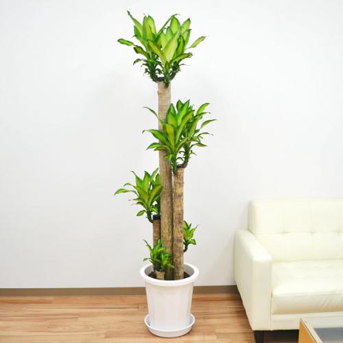 観葉植物 幸福の木 ドラセナ フラグランス マッサンゲアナ 大鉢 10号 観葉植物の販売 ギフトならフラワーコーポレーション