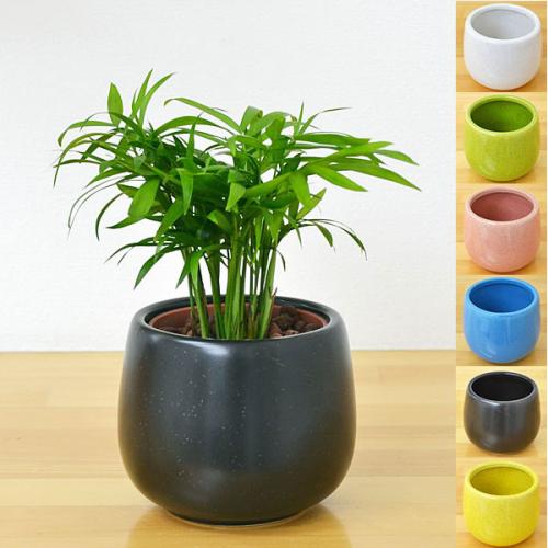 送料無料 ミニ観葉植物 テーブルヤシ陶器鉢付き ハイドロカルチャー 観葉植物の販売 ギフトならフラワーコーポレーション
