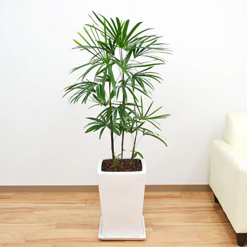 送料無料 観葉植物 棕櫚竹 シュロチク スクエア陶器鉢植え 8号サイズ 観葉植物の販売 ギフトならフラワーコーポレーション