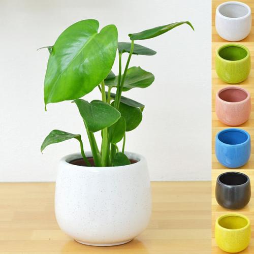 送料無料 ミニ観葉植物 モンステラ陶器鉢付き ハイドロカルチャー 観葉植物の販売 ギフトならフラワーコーポレーション
