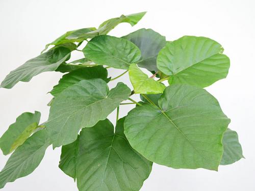 観葉植物 ウンベラータ フィカス 10号セラート鉢 大型 らせん曲がり仕立て 観葉植物の販売 ギフトならフラワーコーポレーション 観葉植物 ウンベラータ フィカス 10号セラート鉢 大型 らせん曲がり仕立て 観葉植物の販売 ギフトならフラワーコーポレーション