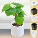 ミニ観葉植物 ハイドロ 観葉植物の販売 ギフトならフラワーコーポレーション