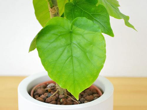 送料無料 ミニ観葉植物 フィカス ウンベラータ ハイドロカルチャースタイリッシュ陶器鉢付き 観葉植物の販売 ギフトならフラワーコーポレーション